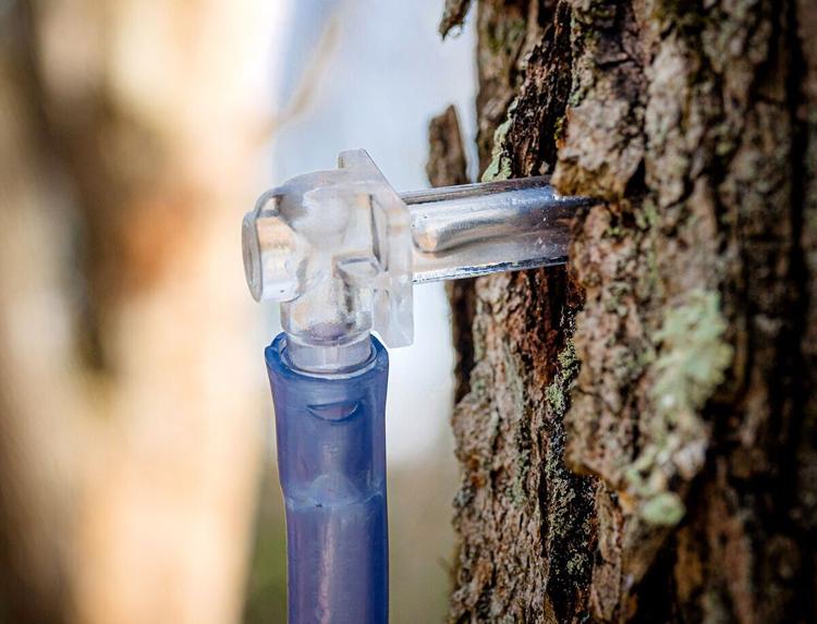 16oz Glass Bottle, Pure Maple Syrup